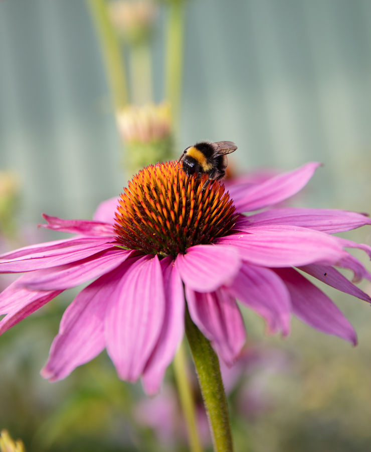 Bi sitter på en rosa blomma.
